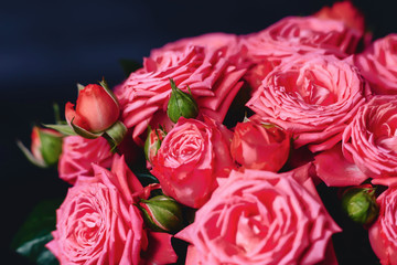 Rose bush in basket of Barbados variety on dark background