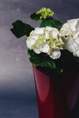 Hydrangea in vase on dark background