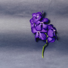 orchid blue on simple gray background
