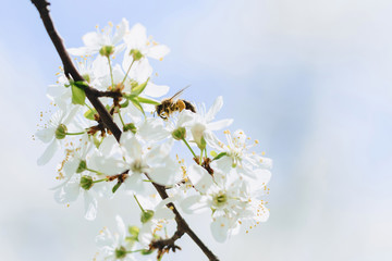 bee flying over cherry or apple blossom