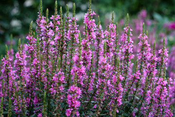 Fototapeta premium beautiful flowers in nature in the botanical garden