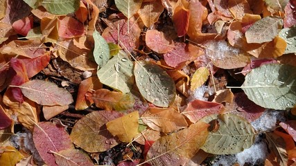 Colorful autumn leaves. Natural background