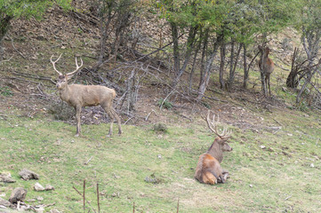 Two deer walking through the middle of the forest