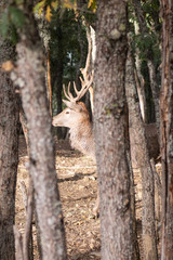 Deer in the middle of the forest among the trees with the sun on him