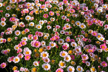 beautiful flowers in nature in the botanical garden