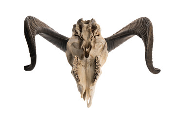 Upside down shot of a ram skull with horns