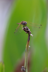 dragonfly on leaf