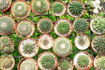 A lovely miniature wooden cactus.