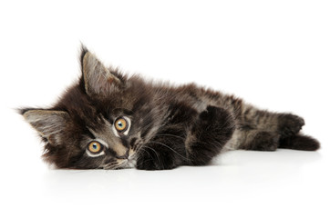 Maine Coon kitten lying on a white background