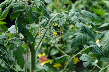 Obraz premium Tomato plant in flower 