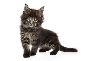 Portrait of a young Maine Coon kitten