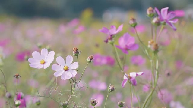 Kosumosu Images – Browse 44 Stock Photos, Vectors, and Video