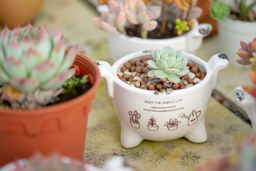 Succulent Ornamental plants are beautifully decorated and decorated.