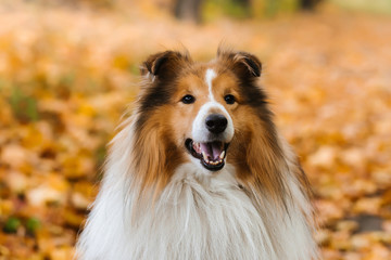 Shetland sheepdog  is sitting on the road in the park in autumn