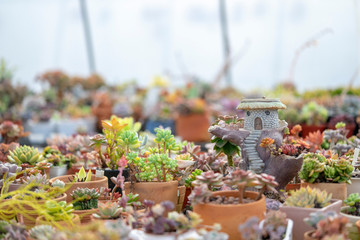 Succulent Ornamental plants are beautifully decorated and decorated.