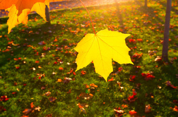 Obraz premium Autumn landscape with the sun warmly illumining a leaf of a maple. Autumnal maple leaves in blurred.