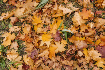 Maple leaves lie on the ground in the park