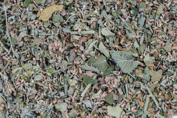 Dried herb, spice, flower used in cooking and medicinal healing, set as background, top view