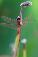 dragonfly on leaf