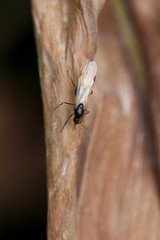 ant on leaf