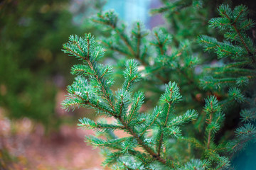 Bright branches of green spruce in the fall of the first frost.