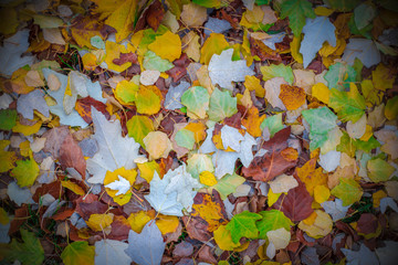 Autumn leaves on the grass. Yellow leaves. Autumn.