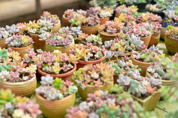 Succulent Ornamental plants are beautifully decorated and decorated.