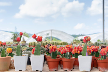 A lovely miniature wooden cactus. Graft cactus to grow quickly. By the forage of the species.