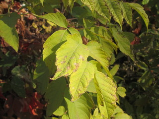 the texture of the leaves of the trees