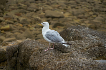 Goéland cendré .
