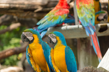 鳥・インコ・オウム・カラフル・コンゴウインコ