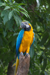 鳥・インコ・オウム・カラフル・コンゴウインコ