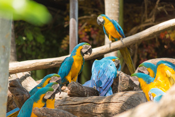 鳥・インコ・オウム・カラフル・コンゴウインコ