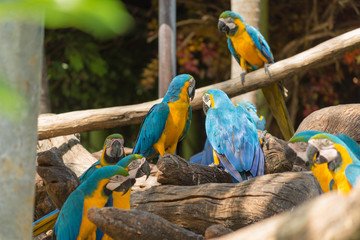 鳥・インコ・オウム・カラフル・コンゴウインコ
