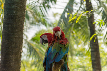 鳥・インコ・オウム・カラフル・コンゴウインコ