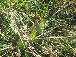 the texture of the leaves of the trees