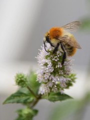 Hummel auf einer Lavendelblüte