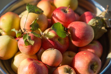 Apfelernte im Herbst 