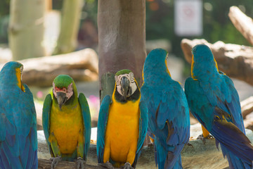 鳥・インコ・オウム・カラフル・コンゴウインコ