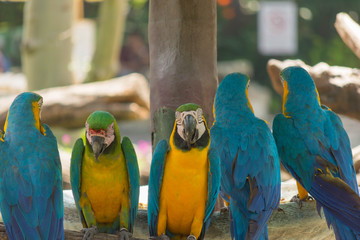 鳥・インコ・オウム・カラフル・コンゴウインコ