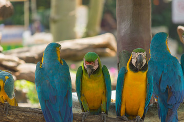 鳥・インコ・オウム・カラフル・コンゴウインコ