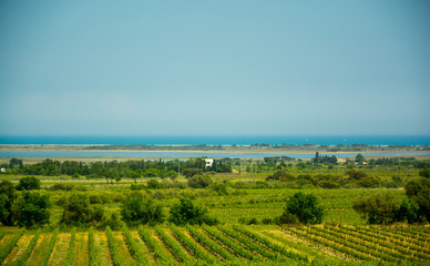 View of the vineyards and the sea in the south of France.