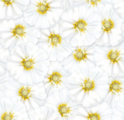 Seamless floral pattern. Chaotic arrangement of flowers. White zinnia flower.