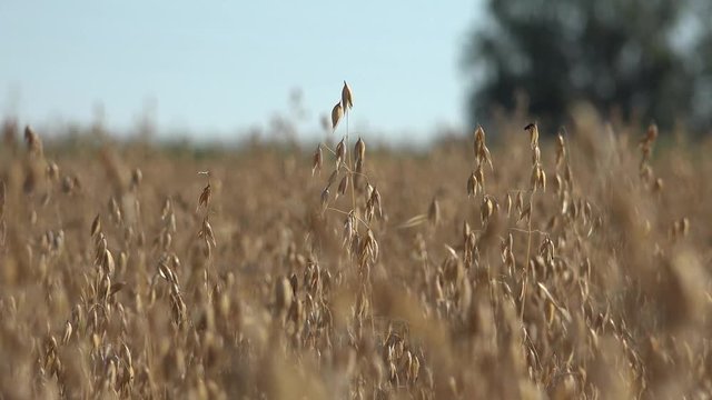 The oat (Avena sativa), sometimes called the common oat, is a species of cereal grain grown for its seed, which is known by the same name