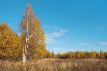 Autumn forest landscape