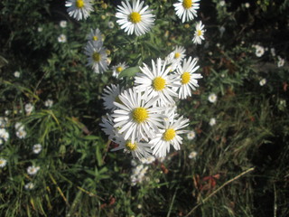 Obraz premium beautiful wild flowers