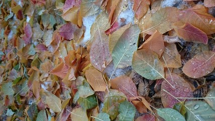 Colorful autumn leaves. Natural background