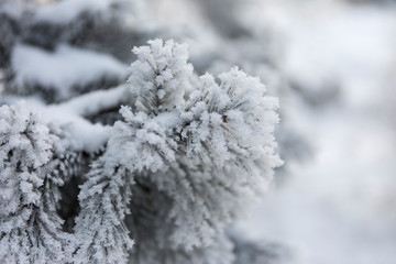 Winter frost branches snow and ice covered. Winter background.