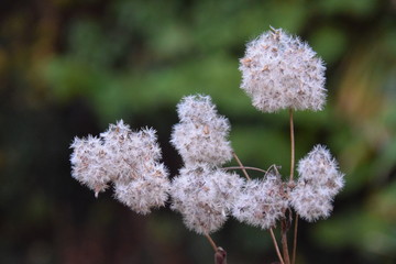 Vertrocknete Gräser und Blumen im Herbst