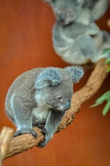 Two koalas in tree, Australia